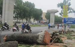 Hà Nội: Chặt 28 cây xanh để thi công đường Vành đai 2
