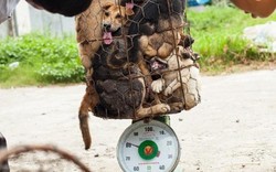 Lao động VN bị bắt ở Đài Loan vì chụp hình hành hạ chó