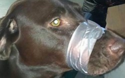 Mỹ: Dùng băng dính dán mõm chó, đối mặt án 150 ngày giam