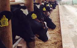 Trang trại bò sữa ở Richmond Downs có gì đặc biệt?
