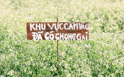 Khách du lịch đạp nát hoa, nông dân Đà Lạt phải bỏ việc canh vườn