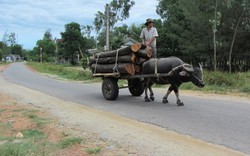 Vi vu nghề lái xe trâu ở ngôi làng xứ Huế