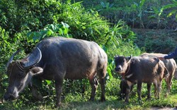 Học nghề giữ “đầu cơ nghiệp”