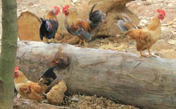 Độc đáo thuần hóa gà rừng: Cả đàn thả nuôi tự do như gà nhà