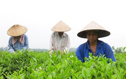 Học làm giàu bằng trồng chè an toàn