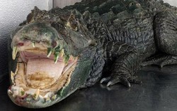 Mỹ: Trốn cảnh sát, kẻ trộm bị cá sấu ăn thịt