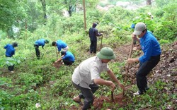 Chuyển đổi đất lâm nghiệp: Kiểm soát chặt để không làm mất rừng