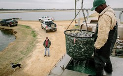 Thượng nghị sĩ Mỹ cứu cá da trơn Việt Nam