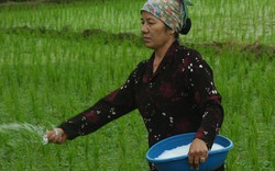 Dùng phân Văn Điển cho cây lúa ở Thái Bình: Năng suất cao, chống sâu bệnh tốt