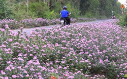 Con đường rợp sắc tím hoa dừa cạn trên Cù Lao Dung