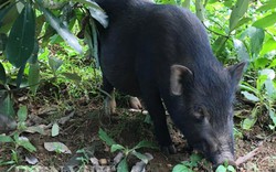 Heo đi hoang sáng vào rừng kiếm ăn, tối về ngủ sân nhà