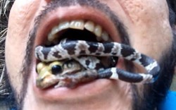 Video: “Dị nhân” ngậm cả rắn và ếch độc trong miệng