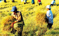 Việt Nam - Venezuela tăng cường hợp tác nông nghiệp