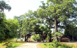 Kỳ thú cây đa 9 gốc 500 năm tuổi ở ngoại thành Hà Nội