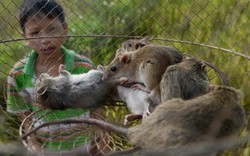 Chuyện lạ ở Nghệ An: Thuốc chuột... tăng lực cho chuột