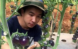 Vườn cà chua đen trĩu quả của chàng cử nhân 9X