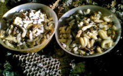 Nhớ thời bắt ong rừng về nấu món cháo nhộng