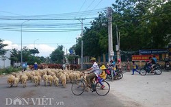 Về Phan Rang - vùng đất xe cộ nhường đường cho cừu và bò