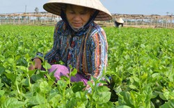 Rau, lúa giống-“cứu tinh” ở Duy Phước