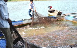 Nuôi cá lồng bè lãi gấp 3 nuôi ao hồ