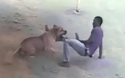 Video: Tên trộm khổ sở vì bị chó giữ nhà "hành hạ"