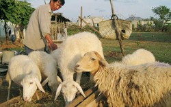 Vì sao khi thời tiết chuyển mùa không nên chăn thả cừu sớm?