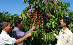 Lâm Đồng: Sẽ có từ 50 - 60% diện tích cà phê được chứng nhận quốc tế