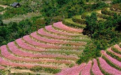 Tết Dương lịch: Tour đi ngắm hoa tam giác mạch hút khách