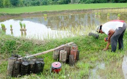 Bắt ếch đồng nấu cháo, thơm ngon và lạ miệng