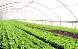 5 tiêu chí về vùng nông nghiệp ứng dụng công nghệ cao