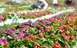 Rực rỡ sắc màu trên những vựa hoa ở Sài Gòn
