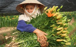 Nông nghiệp Việt Nam 2016 - Doanh nhân hóa nông dân