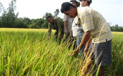 Manh nha thương hiệu gạo Việt