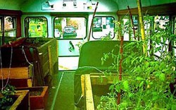 Lạ lùng trồng rau trong… xe buýt