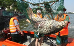 Hà Nội vớt hơn 60 tấn cá chết ở Hồ Tây trong 3 ngày