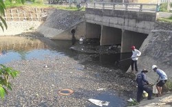 Hé lộ nguyên nhân cá chết hàng loạt tại Đà Nẵng