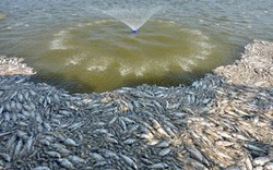 Hơn 60 tấn cá chết ở Hồ Tây sẽ đi đâu?