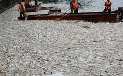 Dự kiến ngày 9.10 sẽ biết nguyên nhân cá chết hàng loạt ở Hồ Tây