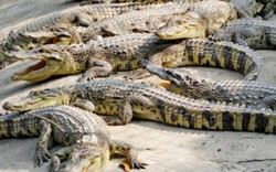 Thương lái Trung Quốc ép giá, người nuôi cá sấu lao đao
