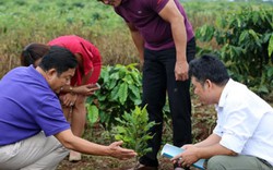 Mắc ca và 3 câu hỏi từ Tây Nguyên: Mua lại giống dởm để tiêu hủy