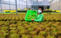Mời chuyên gia từ Mỹ thiết kế vườn rau siêu sạch tiền tỷ ở Đà Lạt