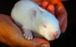 Lộ “bí kíp” chăm sóc thỏ trong thời kỳ sinh sản