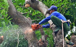 HN: Bắt đầu di dời hơn 100 "cụ cây" trên đường Kim Mã