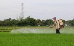 Gạo Việt xuất khẩu sang Mỹ bị trả lại: Mất uy tín nhiều hơn mất tiền