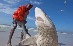 Nam Phi: Ngư dân liều mạng kéo đuôi cá mập dữ