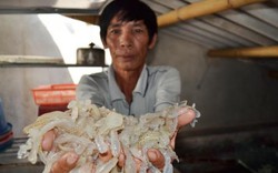 Vụ Formosa ở Quảng Trị: Không cho tiêu hủy hải sản không an toàn
