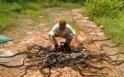 Ấn Độ: Thả vào rừng hơn 300 con rắn cực độc