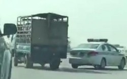 Xử phạt lái xe chở lợn bỏ chạy đánh võng trên cao tốc