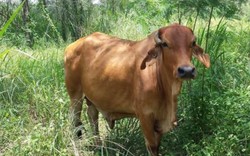 Bí ẩn “cuộc đời” của chú bò hoang cô độc ở Singapore