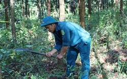 Tiếp tục tăng quyền lợi cho chủ rừng